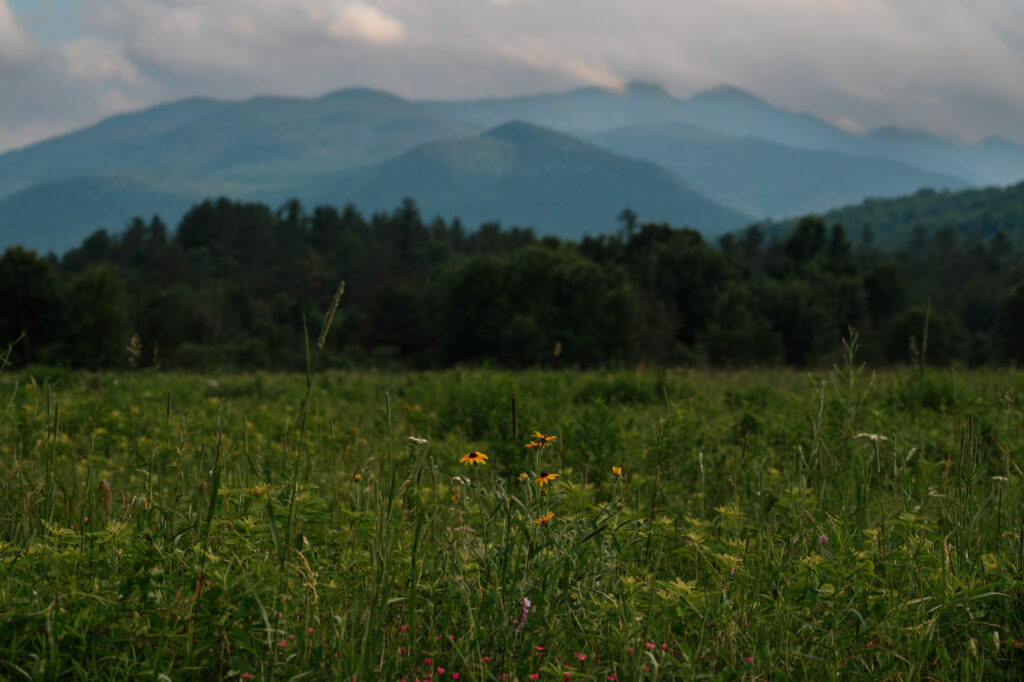 Spring time at Marcy Field with wildflowers and a mountain backdrop on a sunny day In Keene Valley in the Adirondack Mountains.