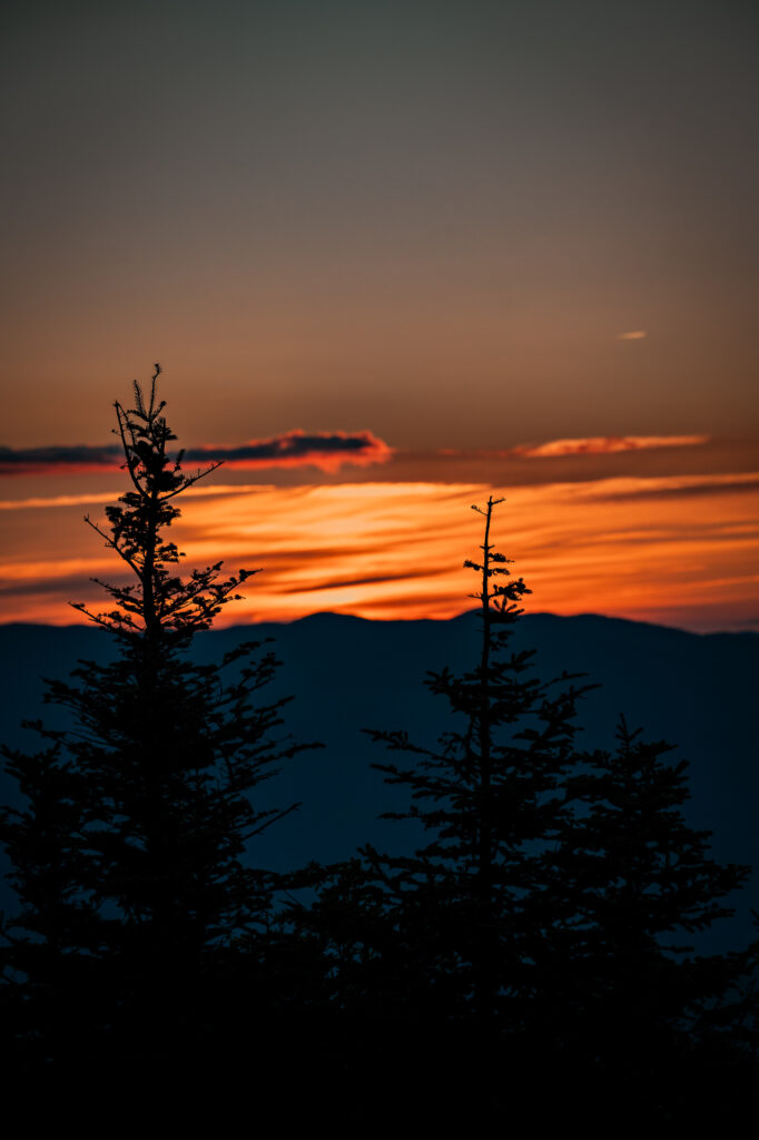 sunset on a mountain with a silhouette of pine trees.